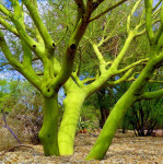 Palo Verde or Green tree of groene boom